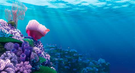 Coral Reef Backgrounds 54 Images