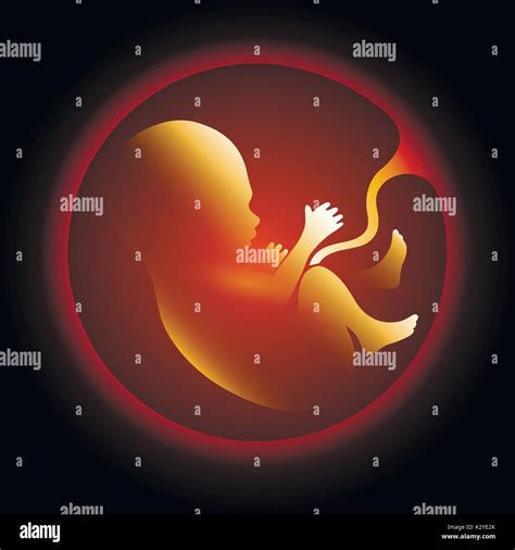 Menschliche Fetus In Utero Vector Illustration Schwangeren Gebärmutter