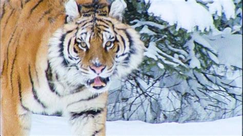 A Snow Tiger Complaining About Snow Walk On The Wild Side Funny