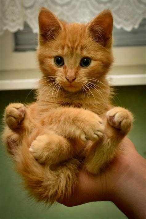 According to spruce pets, the gene o codes for orange (referred to as red in. Cat Facts: Why Orange Cats Are Usually Male - CatTime ...