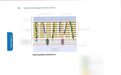 Gram Positive Bacterium Diagram Quizlet