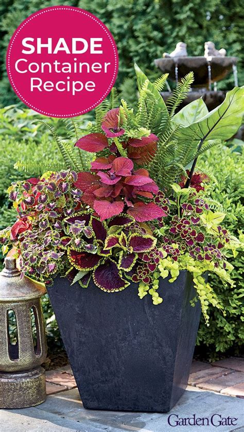 Try Ferns In Your Shade Containers Container Flowers