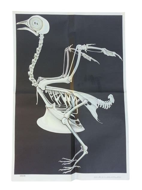 Vintage Anatomy Science Poster Bird Skeleton Chairish