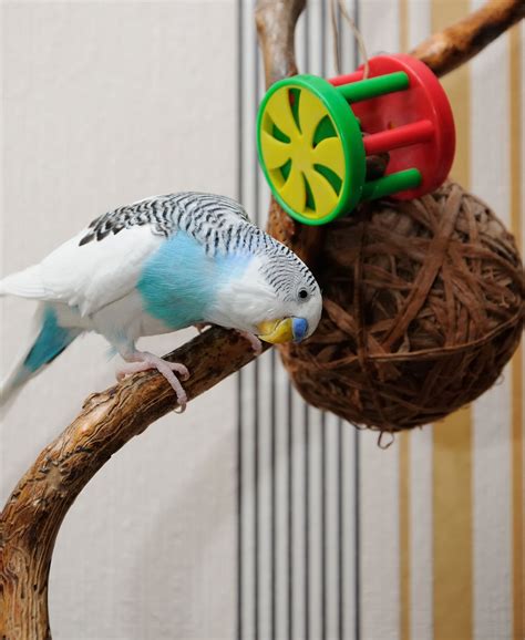 How To Take Care Of Your Pet Budgie Bird Budgerigar