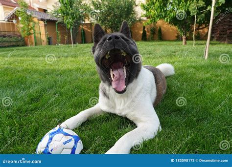 American Akita Playing With A Ball And With His Human Friend Stock