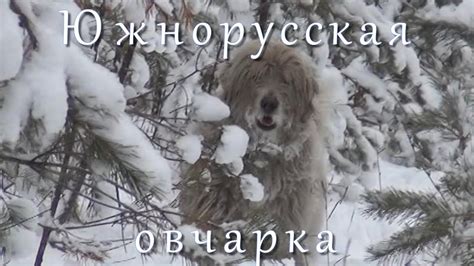 ЮЖНОРУССКАЯ ОВЧАРКА Представление породы South Russian Shepherd Dog