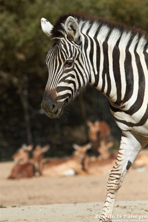 Zoo De La Palmyre Venez Découvrir Le Zèbre Des Plaines