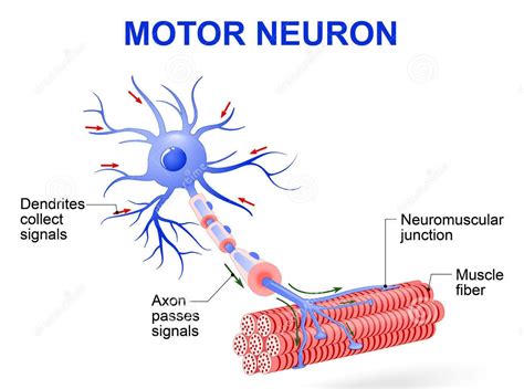 Myelinated Motor Neurons Function Location And Types