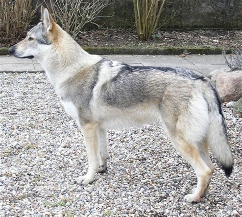 Hybrid Wolf Dog Breed Information With Pictures Tail And Fur