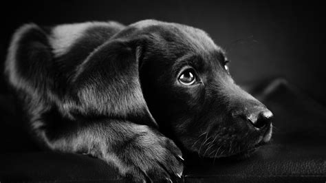 In digital arts, designing in black is usually preferred because of its depth and effectiveness in producing contrast. Desktop Wallpaper Dog Pictures (81+ images)