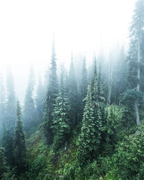 Trees Shrouded In Endless Cloud And Fog Shot On Whistler Mountain In