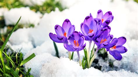 Crocus Purple Flowers Surrounded With Snow Hd Flowers Wallpapers Hd