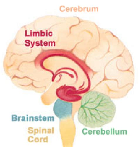 2 Brain Structures Cerebrum Cerebellum Limbic System And Brain