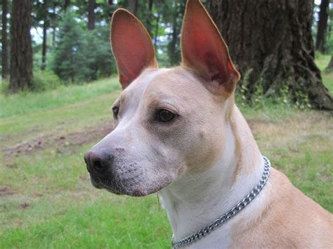 My Dog Lucca A Basenji Pit Bull Mix Love Pinterest