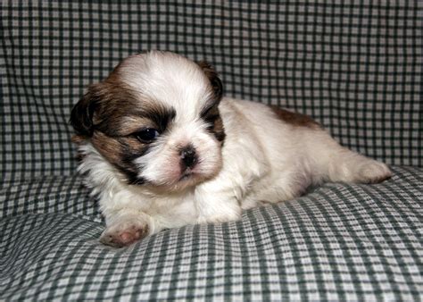 Taylors Shih Tzu World B Puppies Are 4 Weeks Old