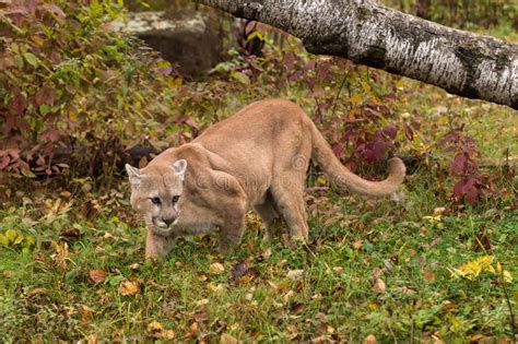 Adult Male Cougar Puma Concolor Looks Right In Grass Stock Photo