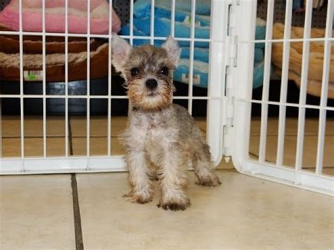 Petco dog training in birmingham, al. Miniature Schnauzer, Puppies, Dogs, For Sale, In Birmingham, Alabama, AL, 19Breeders, Huntsville ...