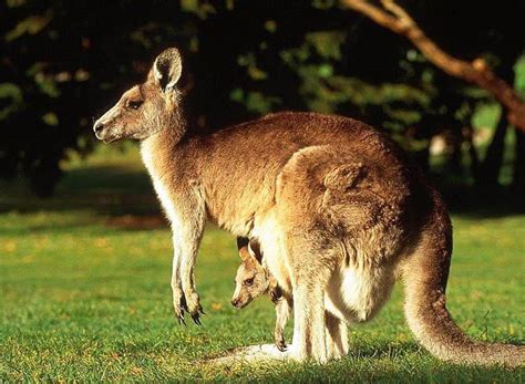 Kangaroo Animal Wildlife