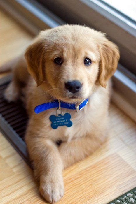 They may not be golden retriever puppies, but these cuties are available for adoption in wisconsin. check out this cute puppy! | Puppies, Puppy photos, Baby ...