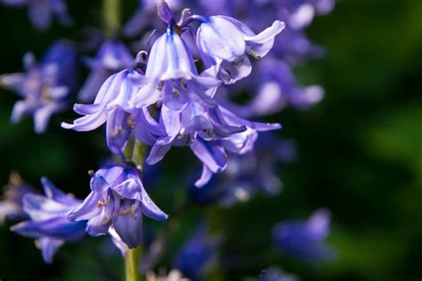 12 Blue Coloured Wildflowers For The Garden Horticulture