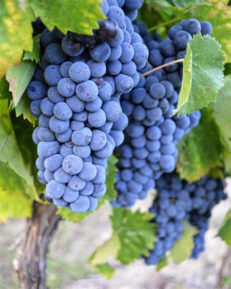 Five Italian Wine Grapes You May Not Know Girls Gotta Drink
