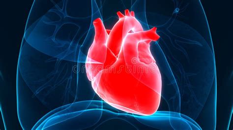 Apparato Cardiovascolare Degli Organi Del Corpo Umano Con Anatomia Del