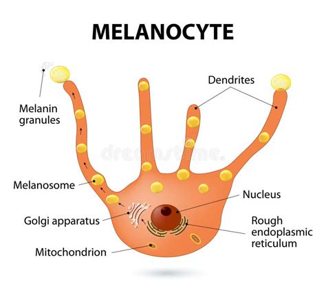 Layers Of Human Skin Melanocyte And Melanin Stock Vector