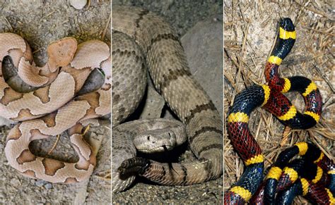 Venomous Or Not Can You Identify These Texas Snakes