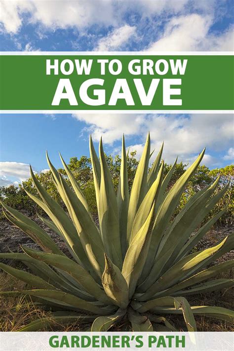 Agave Mckelveyana Care And Propagation Guide