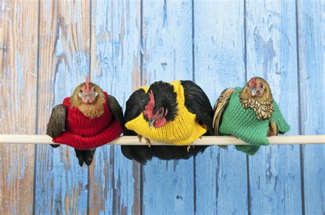 A Woman Is Knitting Tiny Wool Jumpers To Keep Her Chickens Warm AOL Loveyourchickens