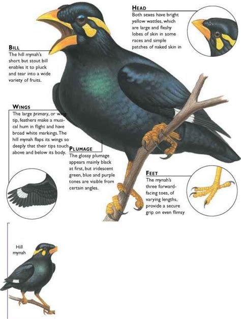 Hill Mynah Pet Birds Cuddly Animals Birds