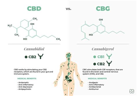 what is the difference between cbg and cbd endoca© cbd