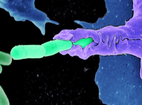 Anthrax Bacteria And Immune Cell Photograph By National Institutes Of