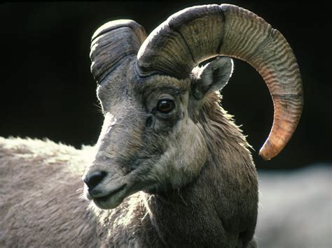 Rocky Mountain Bighorn Sheep Colorado Goats Wallpaper