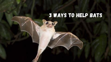 3 Ways You Can Help Bats In Your Neighbourhood Youtube
