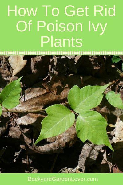 How To Get Rid Of Poison Ivy Plants Poison Ivy Plants Ivy Plants