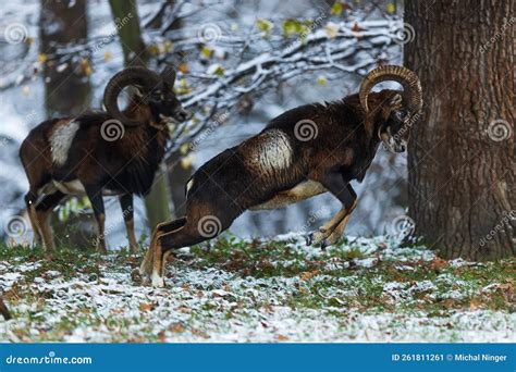 Male European Mouflon Ovis Aries Musimon Is In A Dueling Jump Stock