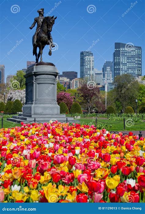 Spring In The Boston Public Gardens Stock Image Image Of Downtown