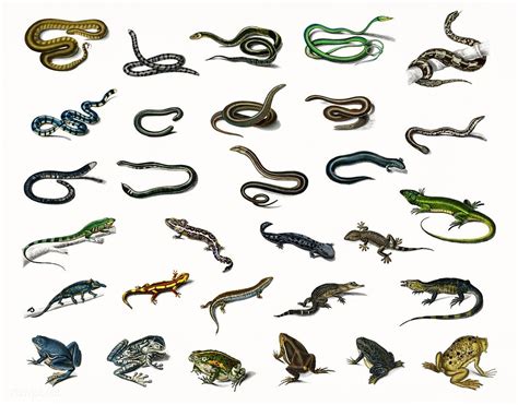 Download Premium Illustration Of Different Types Of Reptiles Illustrated