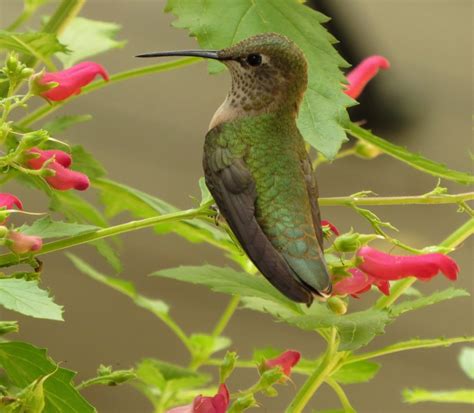 Hummingbird In A Favorite Plant Red Birds In The Tree Feederwatch