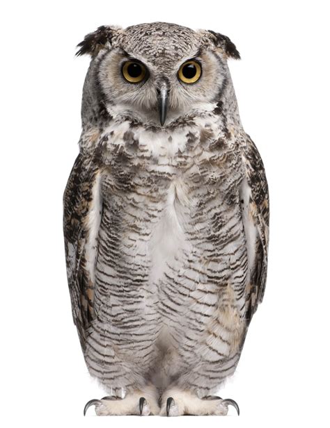 Owl Png Image Purepng Free Transparent Cc0 Png Image Library
