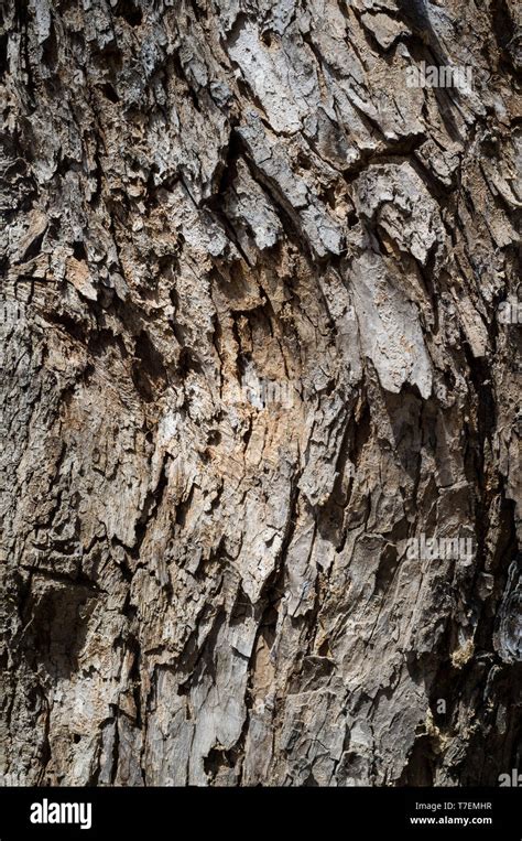 Black Cottonwood Tree Bark Hi Res Stock Photography And Images Alamy