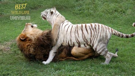 Lion And Tiger Sex Position Wow So Beautiful Siberian Tiger Mating