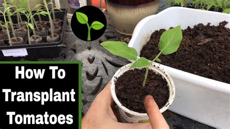 Transplanting Tomato Seedlings Youtube