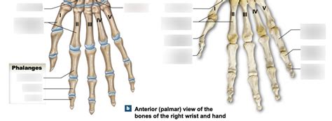 Metacarpals And Phalanges Anatomy Chapter 7 Appendicular Diagram