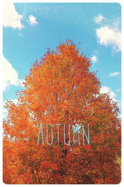 Autumn Iphone Wallpaper Neighborhood Finds Pinterest Autumn