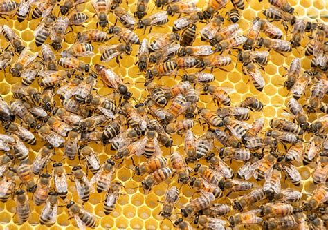 Five Fascinating Facts About Bees Sciu