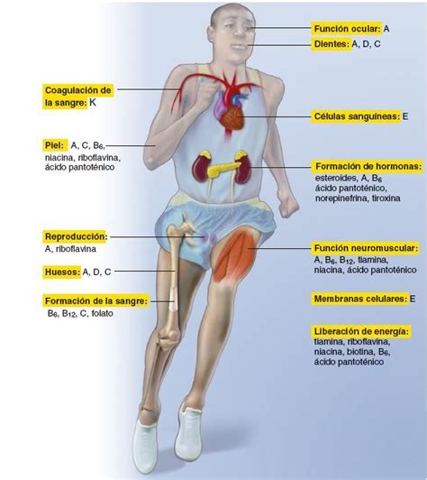 Álbumes 91 Foto Linea Del Tiempo De La Anatomia Y Fisiologia Humana