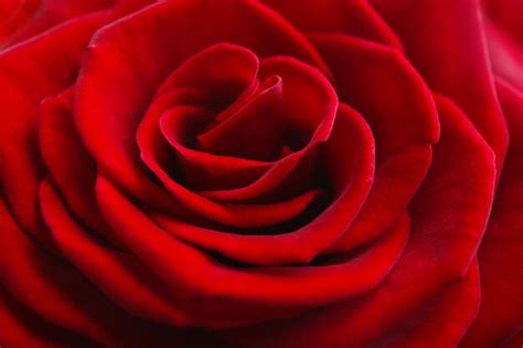 Premium Photo Beautiful Red Rose Close Up