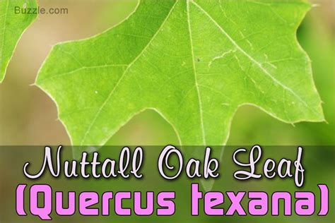 Oak Tree Leaf Identification Has Never Been Easier Than This Leaf